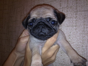 Продаются щенки Мопсы #735116