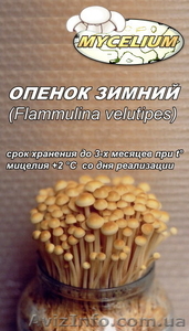 Мицелий вешенки,  шампиньона #736212