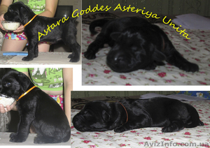 Исчут ответственные руки 3 девочки ризеншнауцера!! #736557