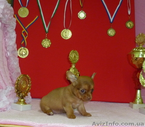 Продам щенков чихуашек-очаровашек #738940