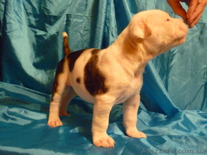 Американский бульдог-щенки #733432