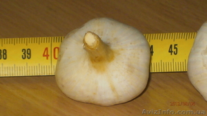 продажа чеснока оптом #747933