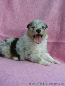 КОЛЛИ щенки (девочки) #740929