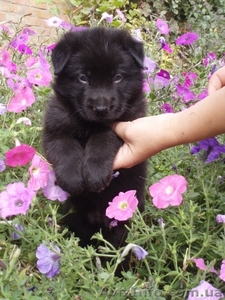 Алиментный щенок восточно-европейской овчарки! #736536