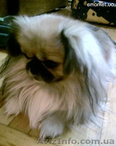 Пекинес для вязки #729967