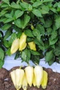 Семена овощей от производителя #730455