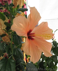 Гибискусы - Укореню на заказ #733615