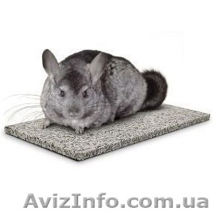 Охлаждаем шиншилл: как помочь шиншилле перенести жару? #734950