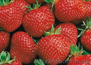 Продам саженцы клубники сорта Полка  #746145