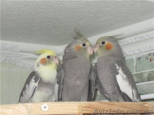 Продаются птенцы корелл #745936