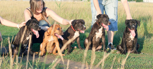 Щенки Американского Стаффордширского Терьера,  2 девочки и 2 мальчика! #741701