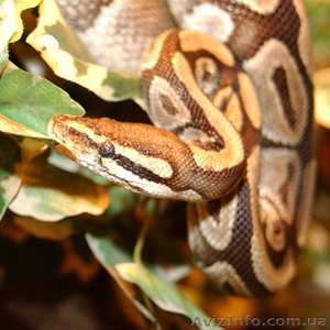 продам питона королевского #740884