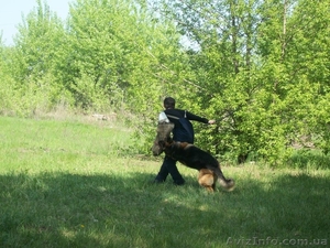 Щенки немецкой овчарки  для серьезных людей #732068