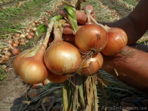 Лук с юга херсонщины #734972