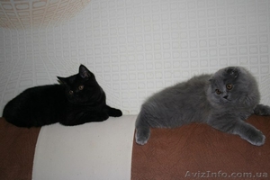 Шотландские котята.Недорого!!! #747298