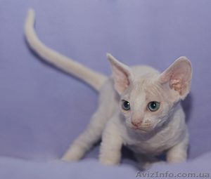 Котенок шоу-класса породы девон-рекс ,  Днепропетровск #708103