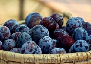 Гастрономический тур по Закарпатье от А до Я 3 дня (24 – 26.08)  #730203