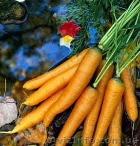 ОВОЩИ ОПТОМ ПО УКРАИНЕ #345324