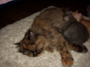 Отдам котят в хорошие руки.(15.08.) #738620