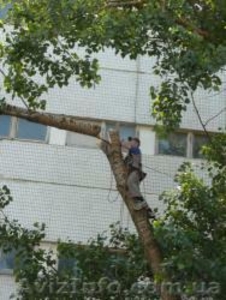 Обрезка деревев #740984