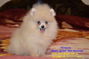 Померанский шпиц щенки Vip-Classa! #736401