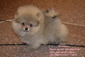 Щенки померанского шпица крем и оранж #741299