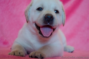 Палевые девочки-лабрадорчики #730887