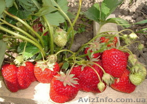 Продам саженцы клубники сорта Зефир #746144