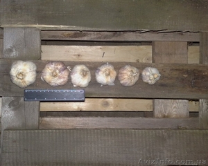 Продам чеснок на посадку #757503