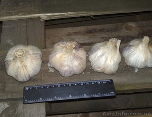 Продам посадочный материал чеснока.   #752561