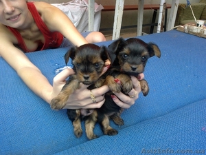 продам щеночков  йорка #755065
