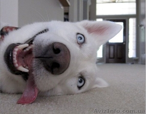 ЗОО такси                #764250