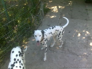 Далматинцы. Продам щенков. Родились 16.09.2012г. Чистокровные.Продаются с 16.10. #763153