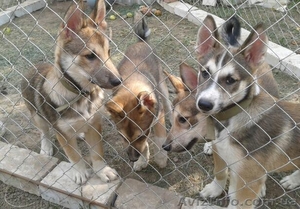 породистые щенки западносибирской лайки #749988