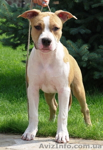 Подрощеный перспективный щенок мальчик Амстафф #750025