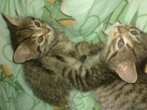 Маленькие тигры #761708