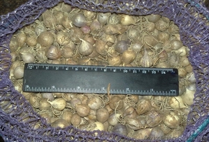 Реалізуємо посадковий матеріал часнику #762239