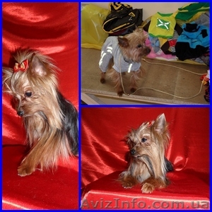 йорк мини приглошает на вязку #752313