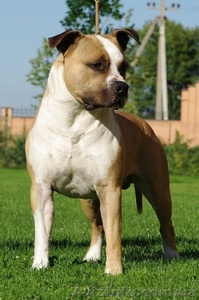  Стафф  Терьер. Выставочные щенки!мальчики,  #247026