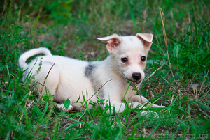 Паф,  маленький щенок,  ждет своих любимых хозяев! #756419