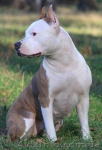 Выстовачный щенок Мальчик Аме. Стафф.Терьер. #281856