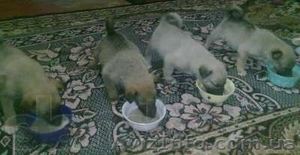 Милые щенки-метисы,  не дорого!!!! #764769