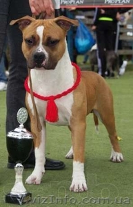 Молодои кобель Амстаффа (1, 5 года)  #750020