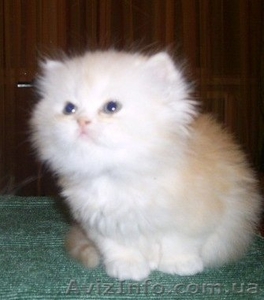 Зеленоглазые шиншиловые котята 1, 5 мес.Срочно! Недорого! #756044