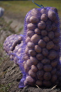 Продам картошку продам картофель #489715