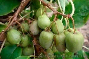 Продам саженцы Актинидии Аргута #763332