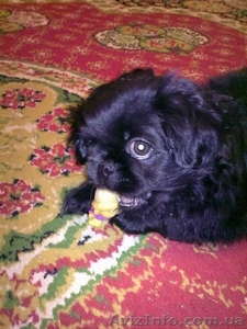 продам щенка пекинес #753197