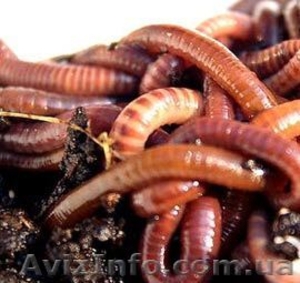 калифорнийские черви #758779
