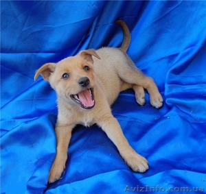 Отличные щенки ищут дом. #757431