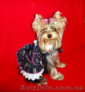 Клубная подрощенная миничка йоркширского терьера! #751909